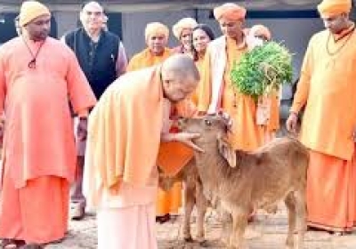 Under the Yogi government cow protection has become