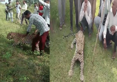  MP Weak Leopard Video Viral