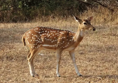 Chital That Wandered into Village Hunted