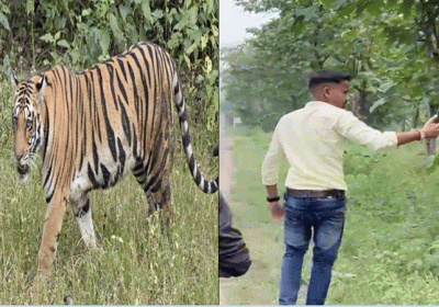 Youth Take Selfie With Tiger Viral Video
