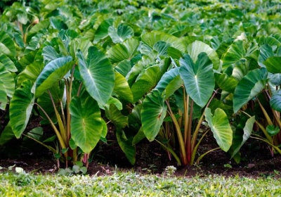 What are the benefits of Taro Leaves 