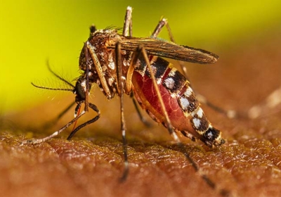 Flood Raises Dengue and Other Danger Disease Risk