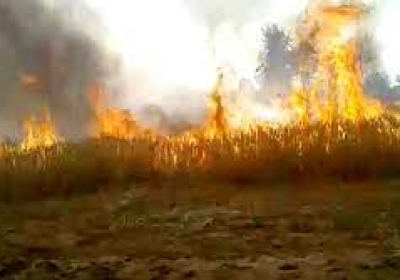 गेहूं की नाड़ को जलाने के लिए लगाई आग से गन्ने की फसल जलकर खाक