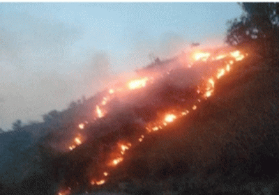 tamil nadu forest department struggling to control the fire in coimbatore forests