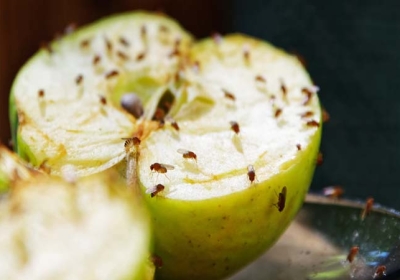 How To Get Rid of Fruit Flies From Kitchen Know The Tips