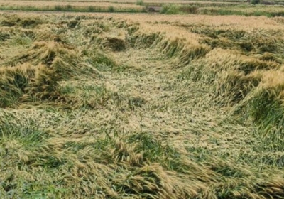 Havoc of Unseasonal Rains in Rajasthan