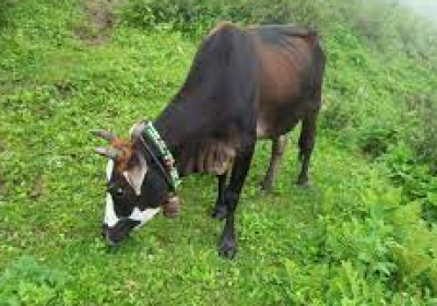 Himachal government will buy cow dung