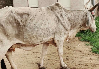 हरियाणा में पशुओं में फैली लंपी बीमारी के रोकथाम के लिए 12