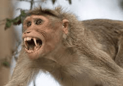 Monkeys attack on elderly woman: painful death!