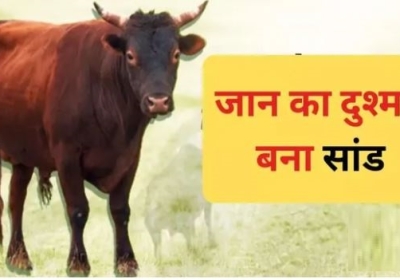 Elderly Woman Injured in Bull Attack Dies