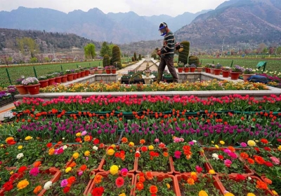 Srinagar Tulip Garden enters record books with 1.5 Million Flowers