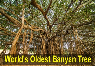Worlds Oldest Banyan