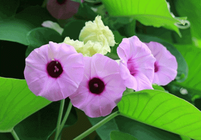 Vidhara is a miraculous medicine, effective in many diseases