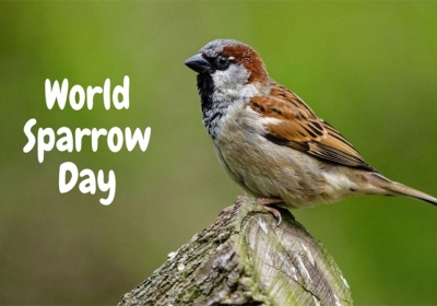 World Sparrow Day 2023 know the history and the significance of the day.