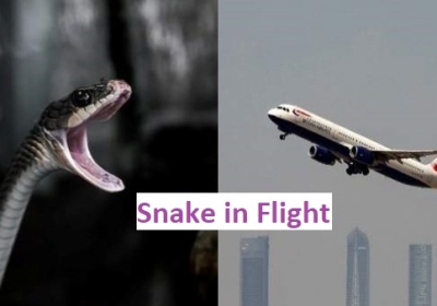 Snake in Flight