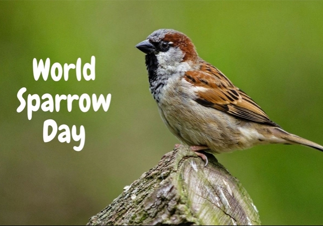 World Sparrow Day 2023 know the history and the significance of the day.
