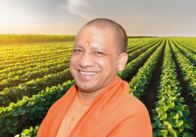 yogi-e1743505028927