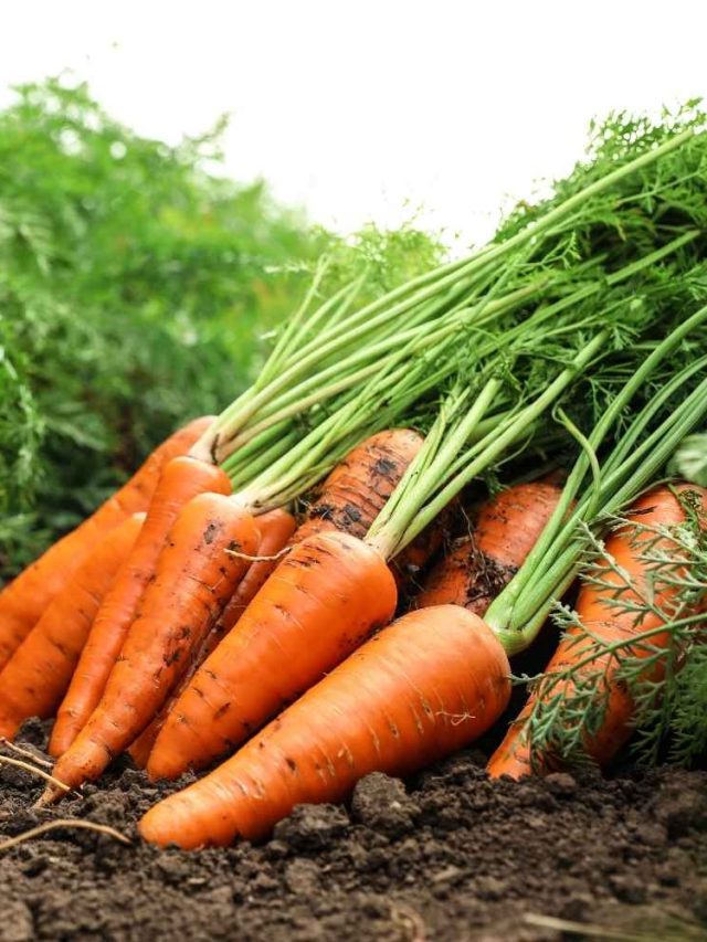 जानिए गाजर के बेहतरीन फायदें।